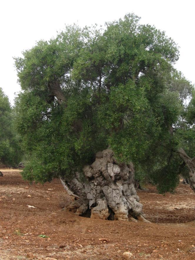Masseria La Gravina Palagianello Экстерьер фото